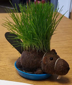 Grow a Hairy Beaver